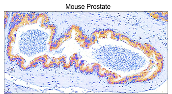COL1A1 Rabbit Polyclonal Antibody
