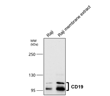 CD19 Rabbit Polyclonal Antibody