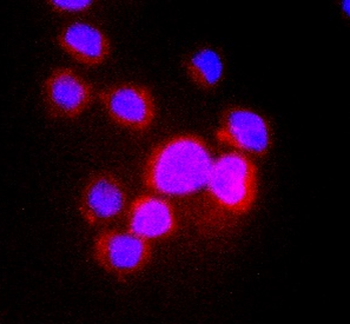 CD3 Rabbit Polyclonal Antibody