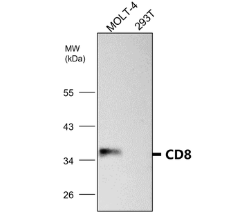 CD8 Rabbit Polyclonal Antibody