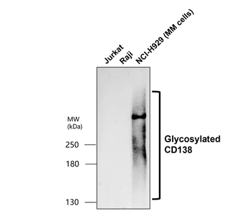 CD138 Rabbit Polyclonal Antibody