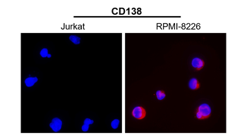 CD138 Rabbit Polyclonal Antibody