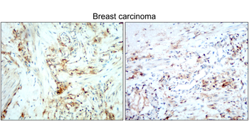 CD138 Rabbit Polyclonal Antibody