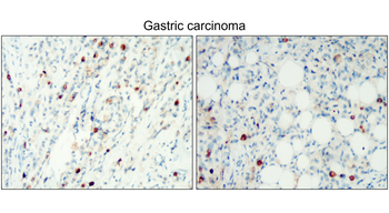 CD138 Rabbit Polyclonal Antibody