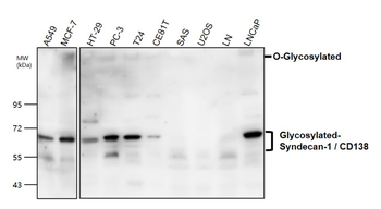 Syndecan-1 Rabbit Polyclonal Antibody