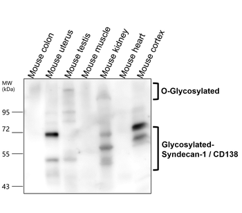 Syndecan-1 Rabbit Polyclonal Antibody