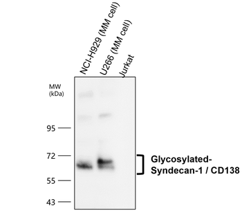 Syndecan-1 Rabbit Polyclonal Antibody