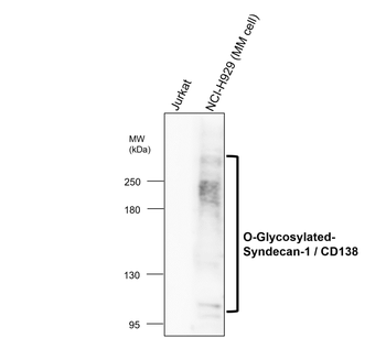Syndecan-1 Rabbit Polyclonal Antibody