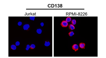 Syndecan-1 Rabbit Polyclonal Antibody