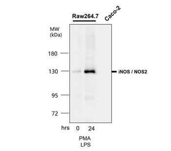 iNOS Rabbit Polyclonal Antibody