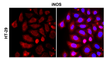 iNOS Rabbit Polyclonal Antibody