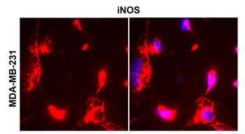 iNOS Rabbit Polyclonal Antibody