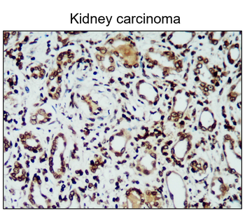 iNOS Rabbit Polyclonal Antibody
