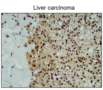 iNOS Rabbit Polyclonal Antibody