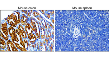 Pan-Cytokeratin Rabbit Polyclonal Antibody