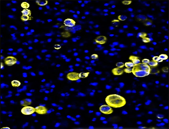 Pan-Cytokeratin Rabbit Polyclonal Antibody