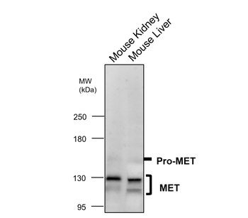 MET Rabbit Polyclonal Antibody