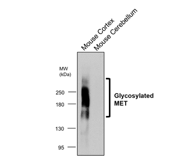 MET Rabbit Polyclonal Antibody