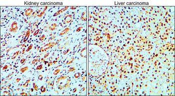 MET Rabbit Polyclonal Antibody
