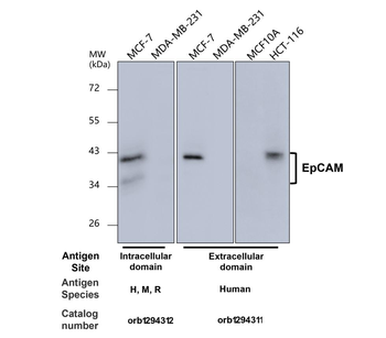 EpCAM Rabbit Polyclonal Antibody