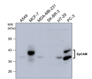EpCAM Rabbit Polyclonal Antibody