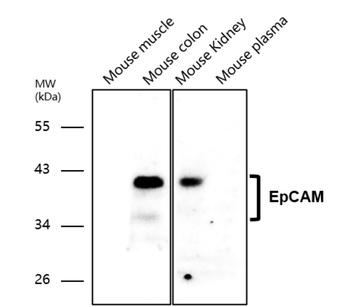 EpCAM Rabbit Polyclonal Antibody