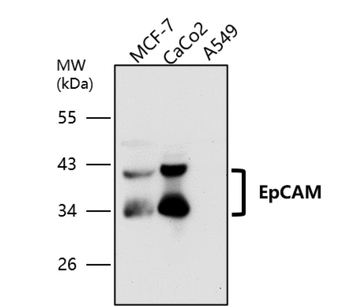 EpCAM Rabbit Polyclonal Antibody