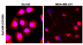 EpCAM Rabbit Polyclonal Antibody