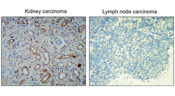 EpCAM Rabbit Polyclonal Antibody