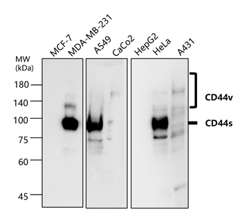 CD44 Rabbit Polyclonal Antibody