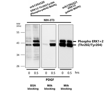 Phospho ERK1+2 (Thr202 Rabbit Polyclonal Antibody