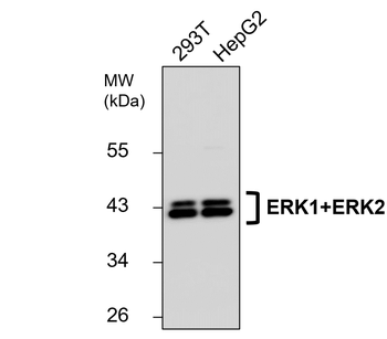 ERK1+2 Rabbit Polyclonal Antibody