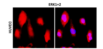 ERK1+2 Rabbit Polyclonal Antibody