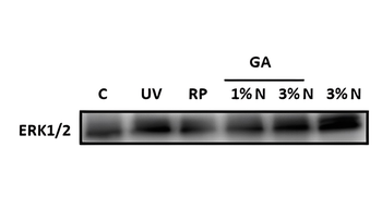 ERK1+2 Rabbit Polyclonal Antibody