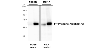 Phospho-AKT (Ser473) Rabbit Polyclonal Antibody