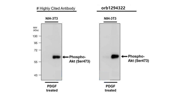 Phospho-AKT (Ser473) Rabbit Polyclonal Antibody