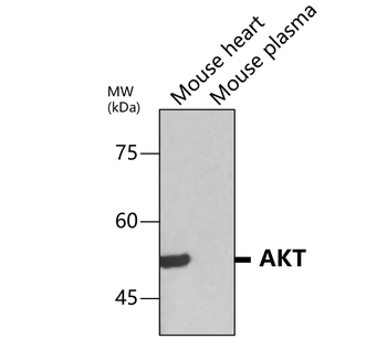 Akt1+2+3 Rabbit Polyclonal Antibody