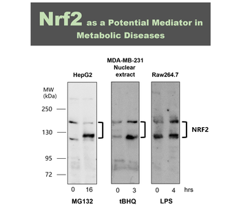 NFE2L2 Rabbit Polyclonal Antibody