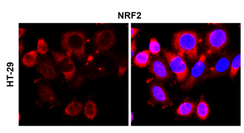 NFE2L2 Rabbit Polyclonal Antibody