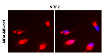 NFE2L2 Rabbit Polyclonal Antibody