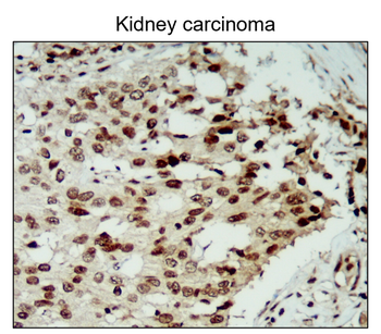 NFE2L2 Rabbit Polyclonal Antibody