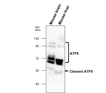 ATF6 Rabbit Polyclonal Antibody