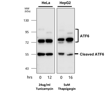 ATF6 Rabbit Polyclonal Antibody
