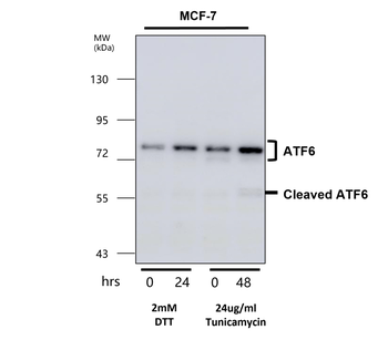 ATF6 Rabbit Polyclonal Antibody