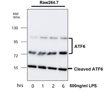 ATF6 Rabbit Polyclonal Antibody