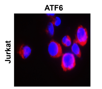 ATF6 Rabbit Polyclonal Antibody