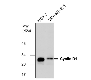 Cyclin D1 Rabbit Polyclonal Antibody