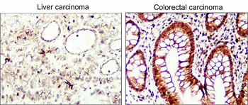 Cyclin D1 Rabbit Polyclonal Antibody