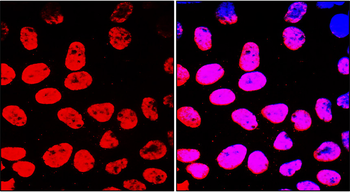Cyclin B1 Rabbit Polyclonal Antibody