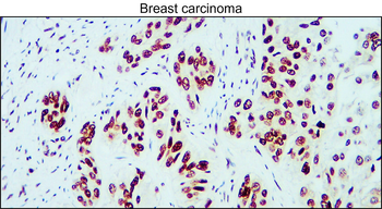 Cyclin B1 Rabbit Polyclonal Antibody